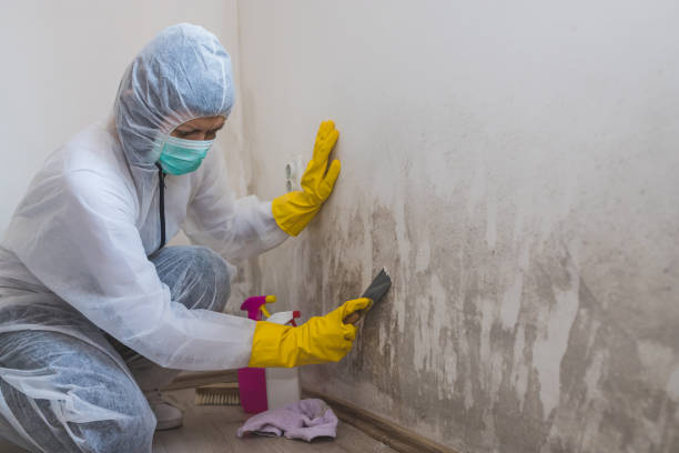 Office Mold Removal Services in Clewiston, FL