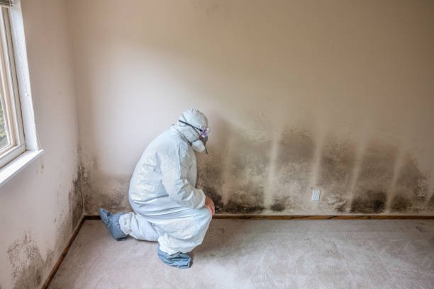 Best Attic Mold Removal  in Clewiston, FL